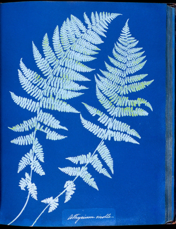 Cyanotype of British ferns, 1853.