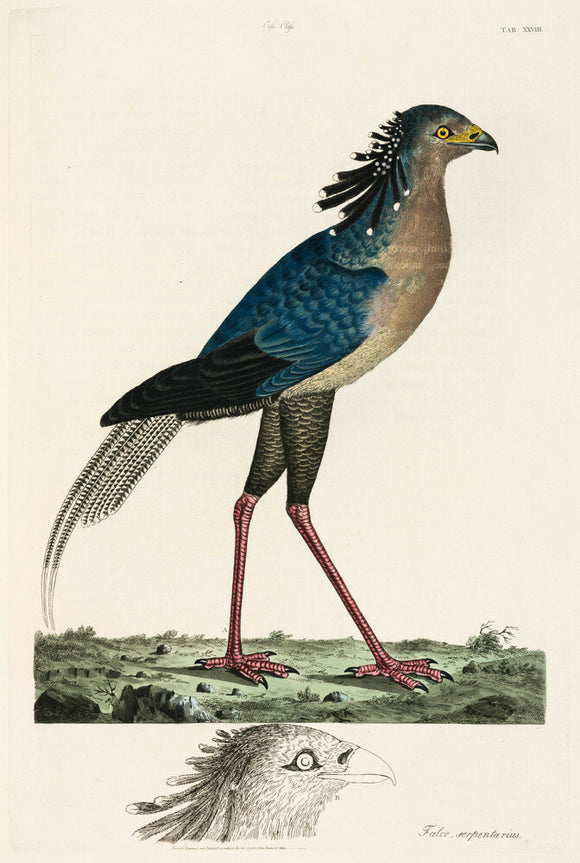 Secretary Bird, 1776.