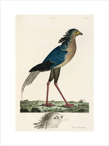 Secretary Bird, 1776.