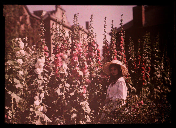 Girl in a garden with hollyhocks, 1908.