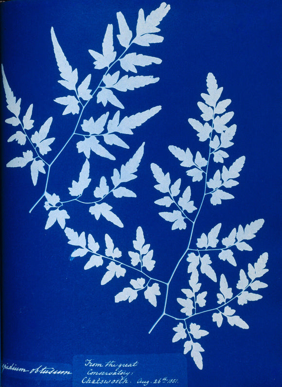 Cyanotype of a fern from the Chatsworth Conservatory, 1853.