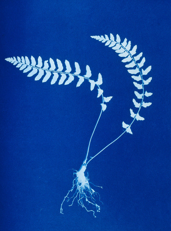 Cyanotype of Aspidium trapezoides, 1853.