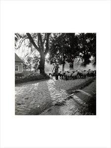 Moving a flock of sheep down a lane, 1930s