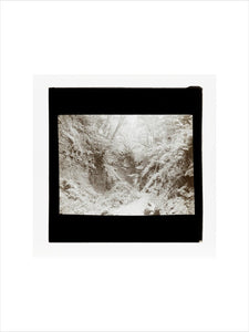 A magic lantern slide of woodland by Birt Acres, c. 1893.