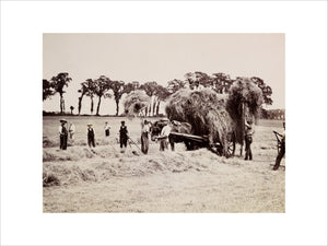 Hay gathering, c 1890.