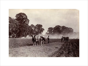 'Ploughing and Burning', c 1890.