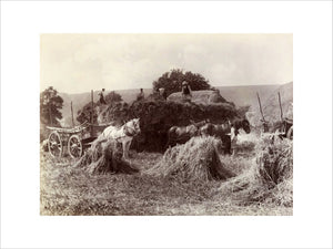 Harvest, c 1890.