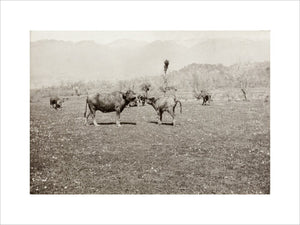 On the Banks of the Black River, about 80 versts from Gagra: The Cattle of the Country