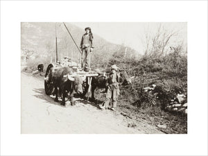 A Bullock Wagon