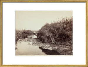'The River Anapo and Papyrus', Syracuse, Sicily, Italy, c 1850-1900.