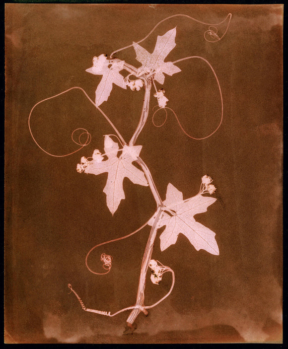 'Byronia dioca - The English Wild Vine', c 1839.