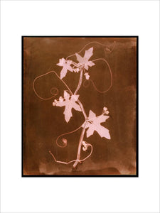 'Byronia dioca - The English Wild Vine', c 1839.