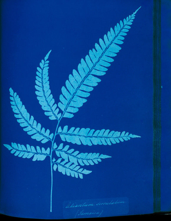 Cyanotype of the Adiantum serrulatum fern, 1853.