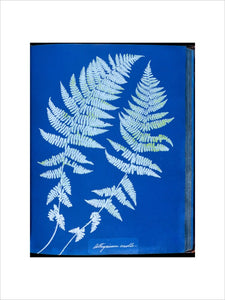 Cyanotype of British ferns, 1853.