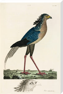 Secretary Bird, 1776.
