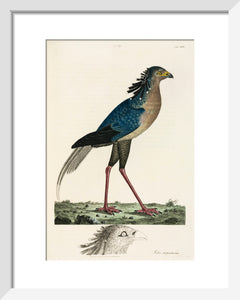 Secretary Bird, 1776.