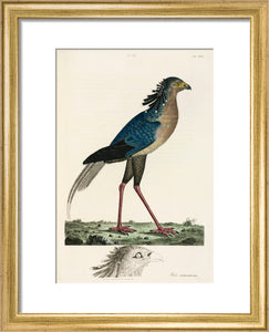 Secretary Bird, 1776.