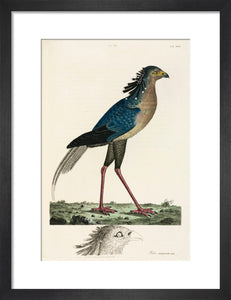 Secretary Bird, 1776.