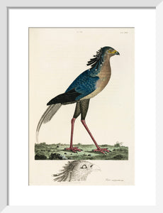 Secretary Bird, 1776.