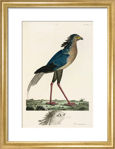 Secretary Bird, 1776.