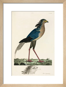 Secretary Bird, 1776.