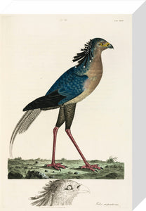 Secretary Bird, 1776.