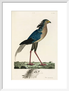 Secretary Bird, 1776.