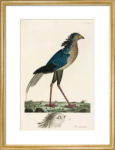 Secretary Bird, 1776.