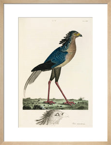 Secretary Bird, 1776.