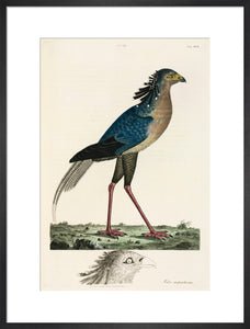 Secretary Bird, 1776.