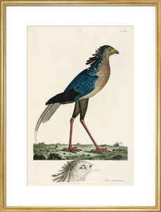 Secretary Bird, 1776.