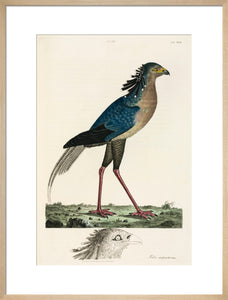 Secretary Bird, 1776.