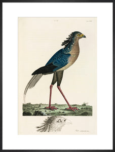 Secretary Bird, 1776.