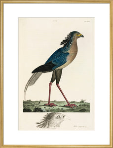 Secretary Bird, 1776.