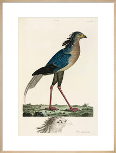Secretary Bird, 1776.