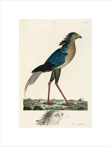 Secretary Bird, 1776.