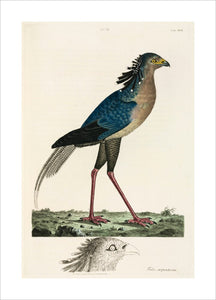 Secretary Bird, 1776.