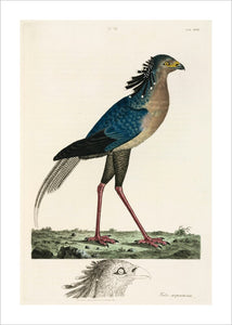 Secretary Bird, 1776.