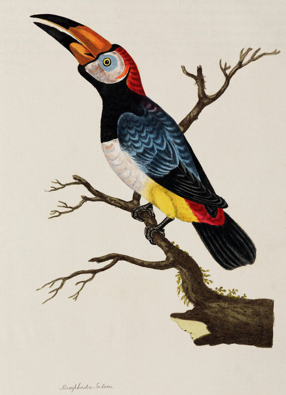 Toucan, 1776.