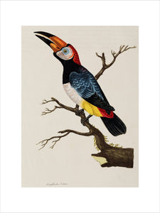 Toucan, 1776.