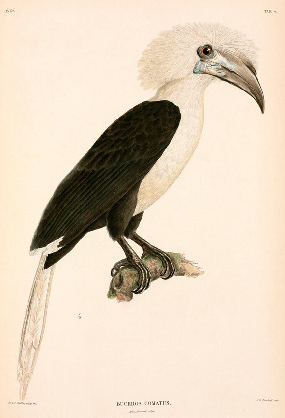 Buceros comatus, Indonesia, 1839-1844.