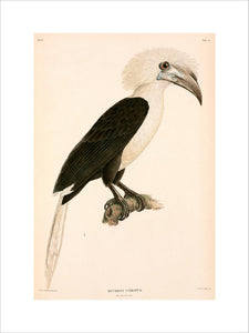 Buceros comatus, Indonesia, 1839-1844.