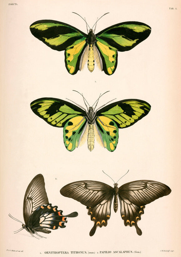 Butterflies, Indonesia, 1839-1844.