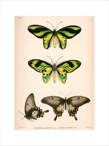 Butterflies, Indonesia, 1839-1844.
