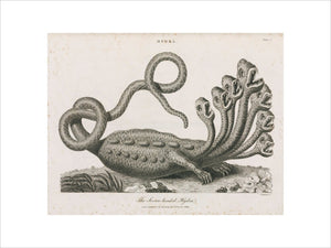 'The Seven-headed Hydra', 1806.