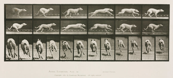 Time-lapse photographs of a greyhound running, 1872-1885.