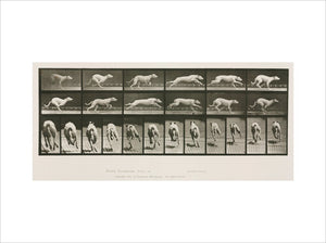 Time-lapse photographs of a greyhound running, 1872-1885.