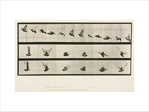 Time-lapse photographs of a pigeon in flight, 1872-1885.