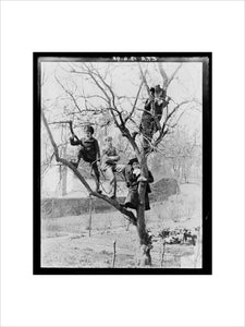'Children In Tree', 1898.