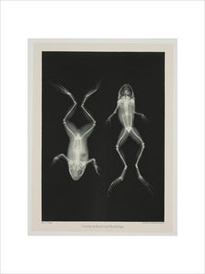Two frogs, 1896.